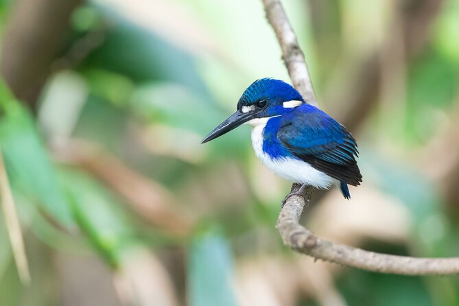 Daintree River 'Sunset' Cruise with the Daintree Boatman - Murray’s guiding style and the value of a small group