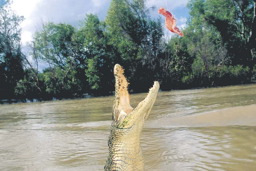 Darwin: Adelaide River Half-Day Jumping Crocs Cruise - Why the cruise feels exciting without being reckless