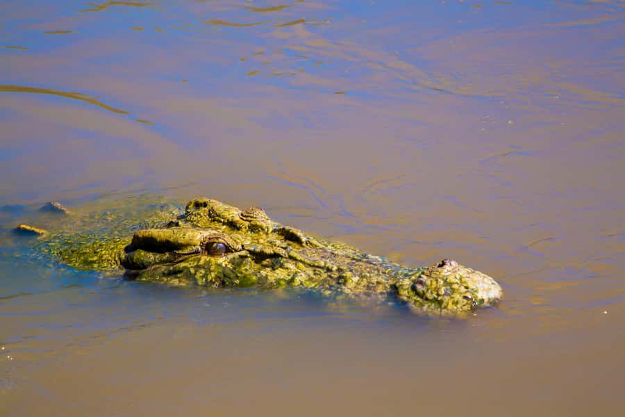 Darwin: Adelaide River Half-Day Jumping Crocs Cruise - Who will enjoy this five-hour outing?