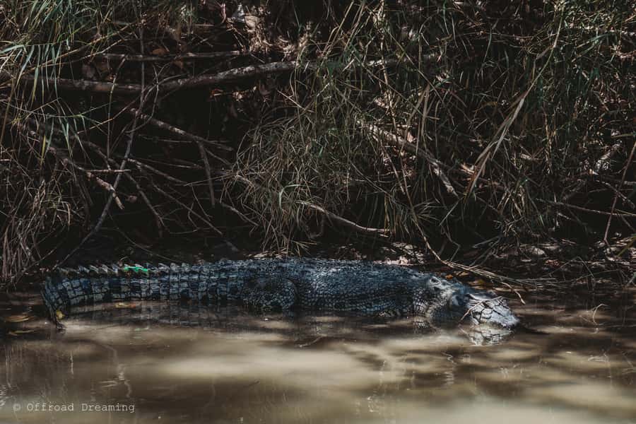 Darwin: Kakadu National Park Day Tour with Lunch - Why this day trip works from Darwin