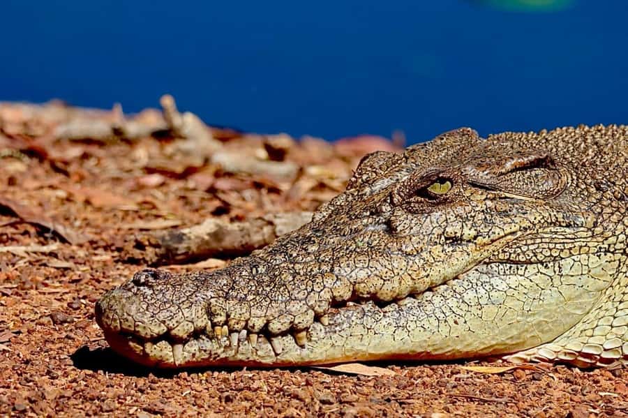 Darwin: Kakadu National Park & Wildlife Full Day Tour - Leaving Darwin for the wetlands