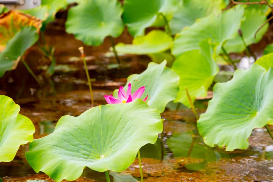Darwin: Kakadu & Nourlangie Day Trip Plus Billabong Cruise - Nourlangie Rock and ancient Aboriginal art