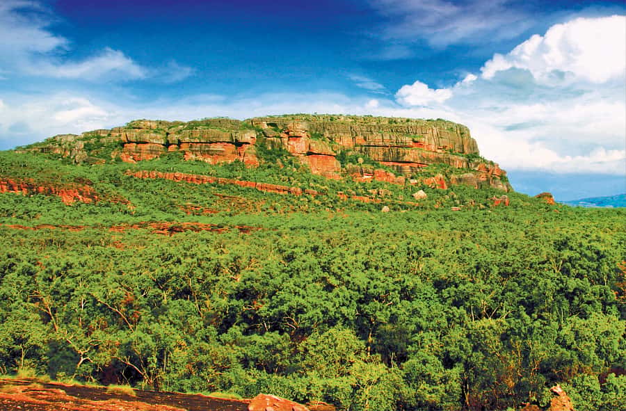 Darwin: Kakadu & Nourlangie Day Trip Plus Billabong Cruise - Optional scenic flight over Kakadu