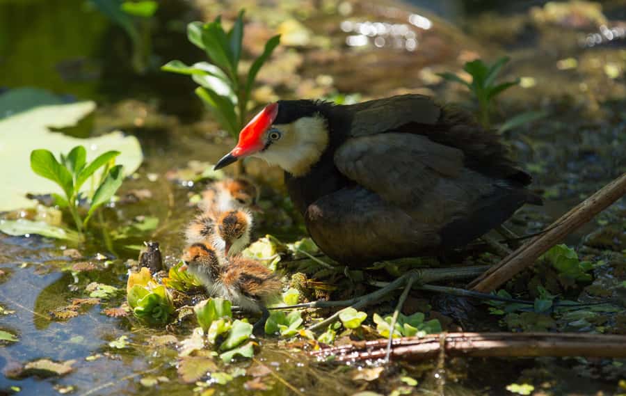 Darwin: Mary River Wetlands Wildlife Cruise with Lunch - Who should book this day out?