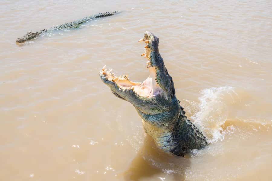 Darwin: Spectacular Jumping Crocodile Adelaide River Cruise - Key points to know before you go