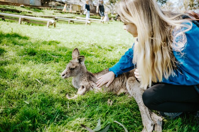 Day Tour in Mt. Field, Mt. Wellington, Bonorong Wildlife Sanctuary and Richmond - Key points before you book
