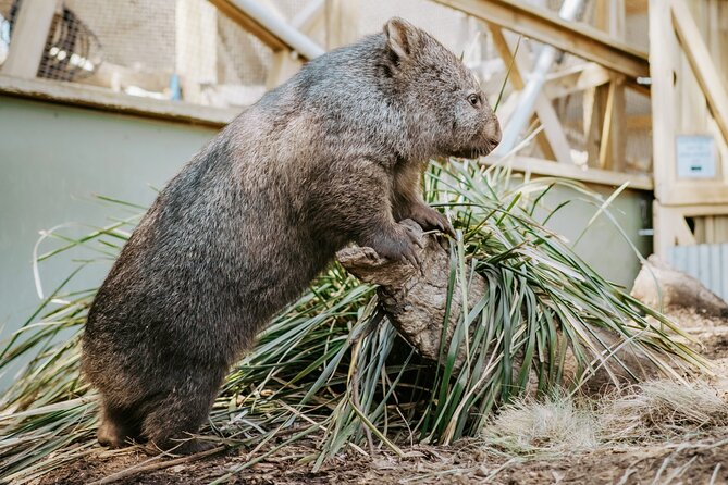 Day Tour in Mt. Field, Mt. Wellington, Bonorong Wildlife Sanctuary and Richmond - Bonorong Wildlife Sanctuary: close encounters with native animals