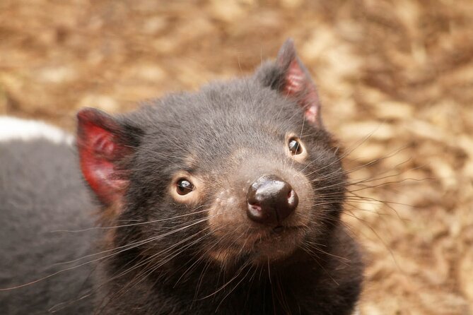 Day Tour in Mt. Field, Mt. Wellington, Bonorong Wildlife Sanctuary and Richmond - Guides make the difference