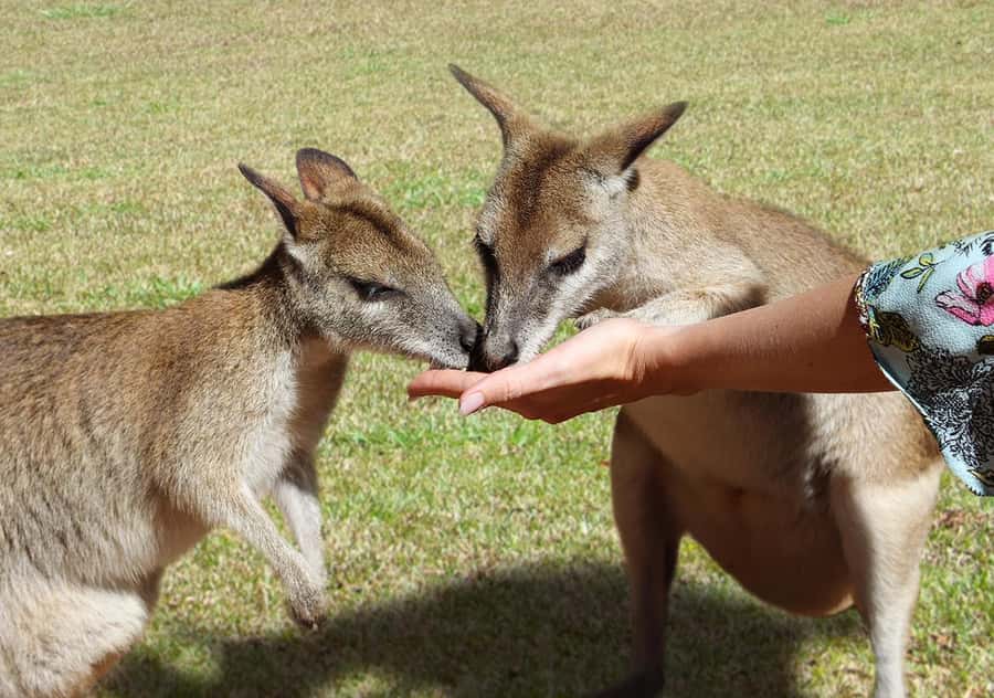 Day Trip: Rainforest & Aboriginal Culture Tour - Key points to know before booking