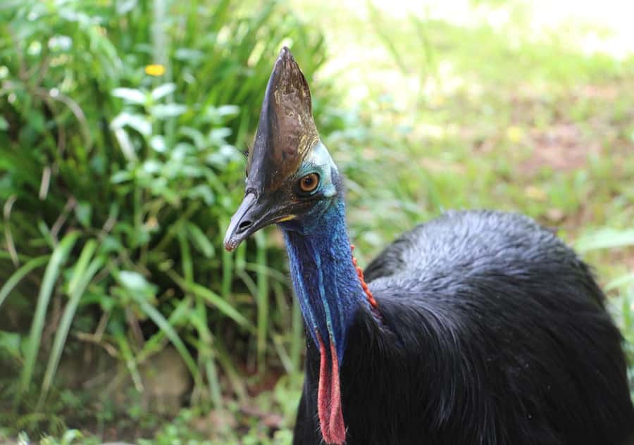 Day Trip: Rainforest & Aboriginal Culture Tour - Coach transfers and group organization