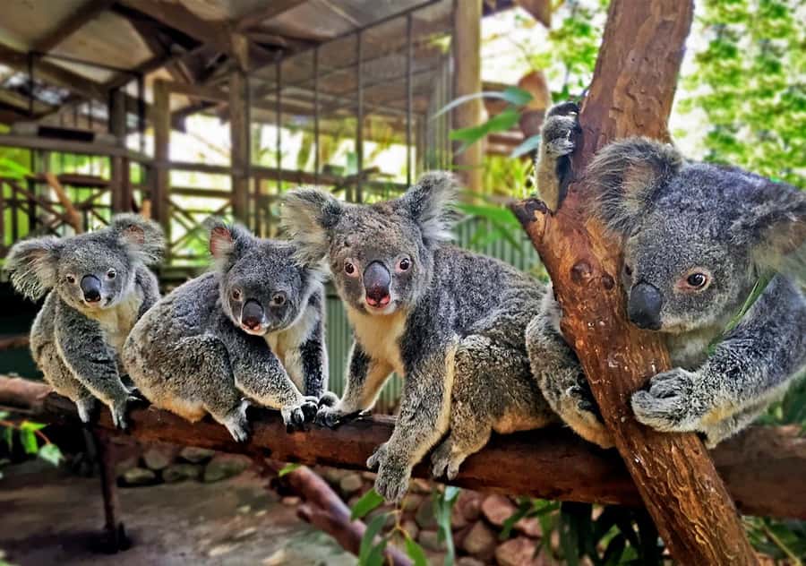 Day Trip: Rainforest & Aboriginal Culture Tour - The Army Duck through Kuranda’s rainforest
