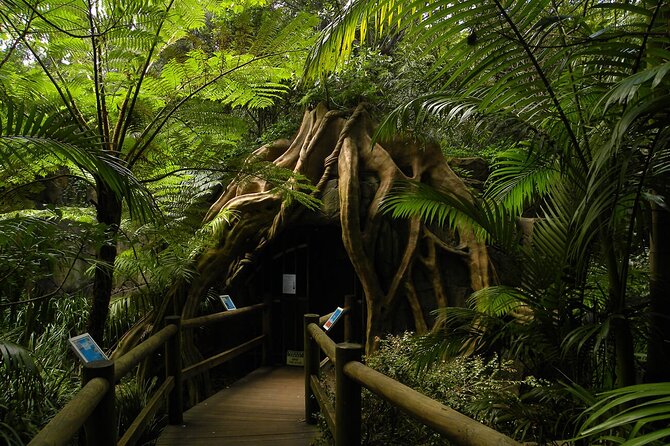 Deluxe Springbrook & Mt Tamborine Glow Worms and famous Skywalk - Robert Sowter Park opens the big views