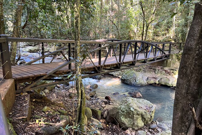 Deluxe Springbrook & Mt Tamborine Glow Worms and famous Skywalk - Tamborine Rainforest Skywalk is the grand finale