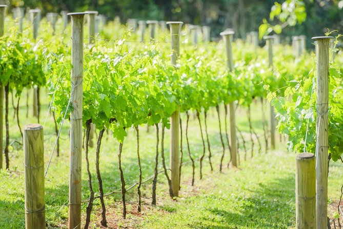 Deluxe Wine Tour to Tamborine Mountain, includes two course lunch - Witches Falls Winery sets the tone