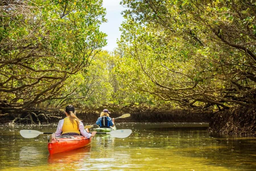 Dolphin Sanctuary and Ships Graveyard Kayak Tour - Paddling the sheltered mangrove creeks