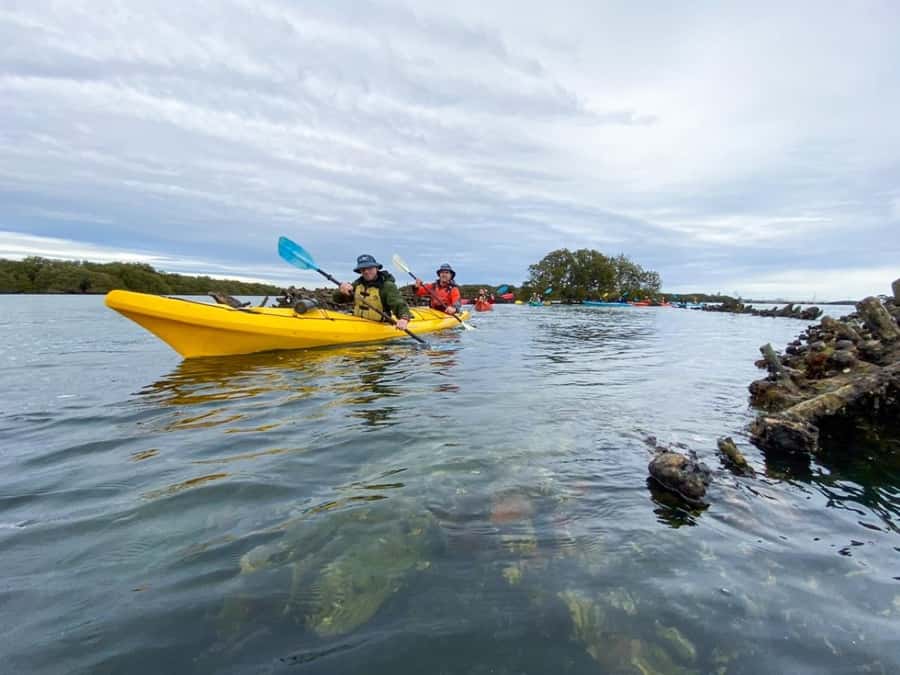 Dolphin Sanctuary and Ships Graveyard Kayak Tour - How strenuous are three hours in a kayak?