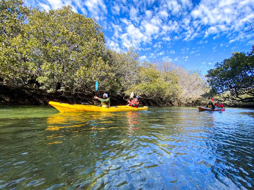 Dolphin Sanctuary and Ships Graveyard Kayak Tour - Is $55 good value?