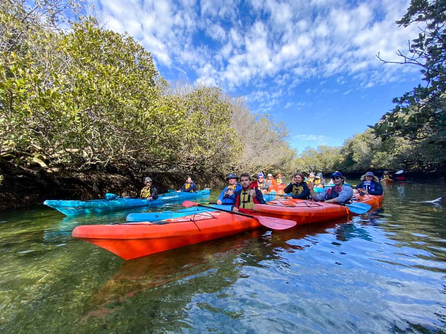 Dolphin Sanctuary and Ships Graveyard Kayak Tour - Who will enjoy this tour most?
