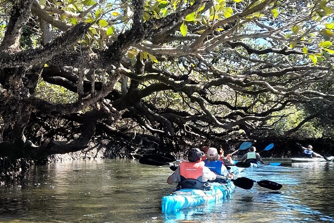 Dolphin Sanctuary Kayak Tour Adelaide - Through Adelaide’s ancient mangrove forests