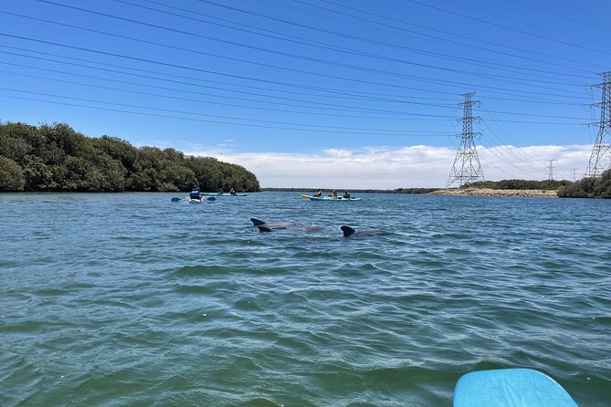 Dolphin Sanctuary Kayak Tour Adelaide - Shipwrecks and changing route conditions