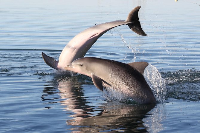 Dolphin Sanctuary Kayak Tour Adelaide - How difficult is the three-hour outing?