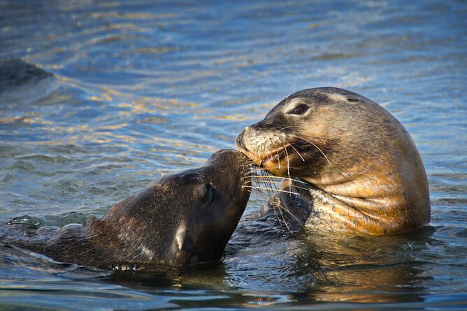 Dolphin, Sea Lion and Penguin Island Cruise - Sea lions, pelicans, and the birdlife bonus
