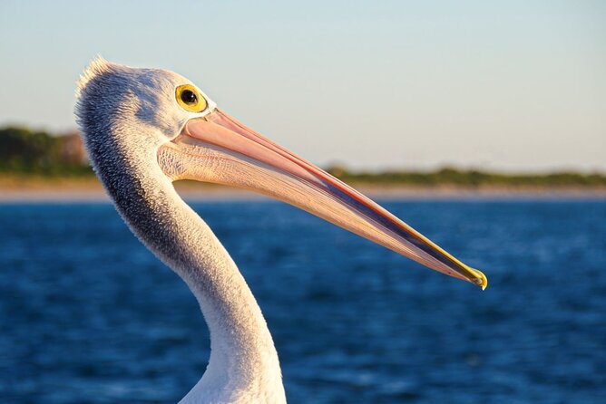 Dolphin, Sea Lion and Penguin Island Cruise - Penguin Island is not a guaranteed penguin stop
