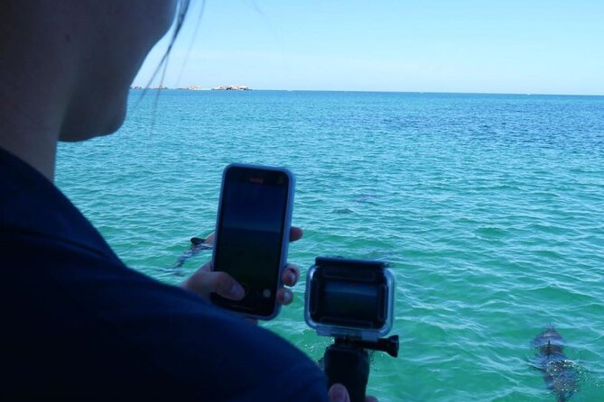 Dolphin, Sea Lion and Penguin Island Cruise - How long is this experience really?