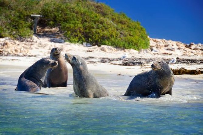 Dolphin, Sea Lion and Penguin Island Cruise - The turquoise waters of Shoalwater Islands Marine Park