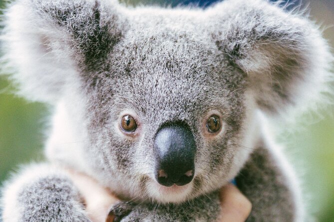 Dreamworld Gold Coast 1-Day Pass – Thrills & Wildlife Encounters - Ride closures and the risk to your budget