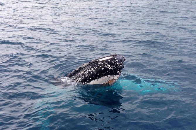 Dunsborough Whale Watching Eco Tour - The marine science commentary adds real value