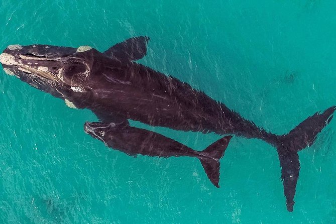 Dunsborough Whale Watching Eco Tour - Wildlife you might see beyond humpbacks