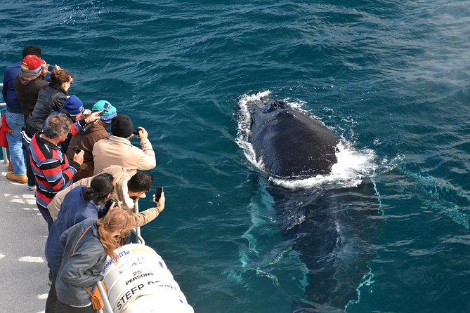 Educational Whale Watching Tour from Perth - Leaving Fremantle for the open water