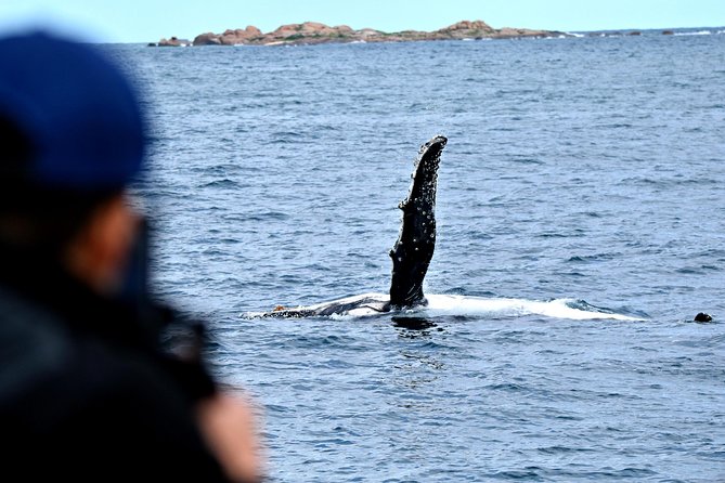 Educational Whale Watching Tour from Perth - A comfortable boat, but a real ocean ride