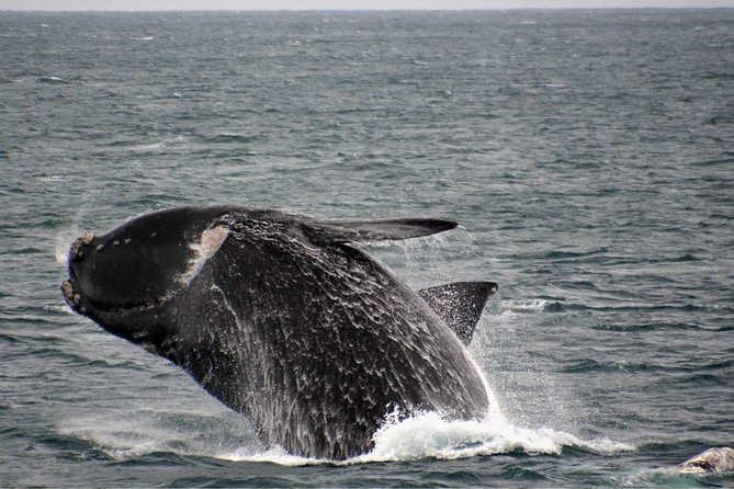 Educational Whale Watching Tour from Perth - The captain’s lounge question