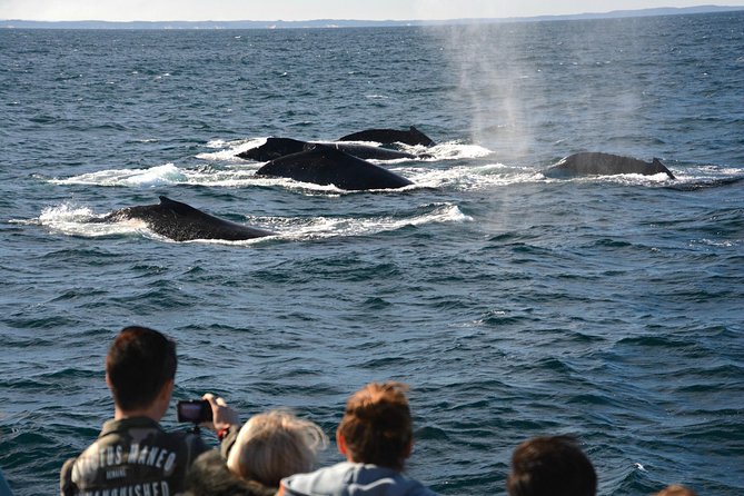 Educational Whale Watching Tour from Perth - What the commentary adds