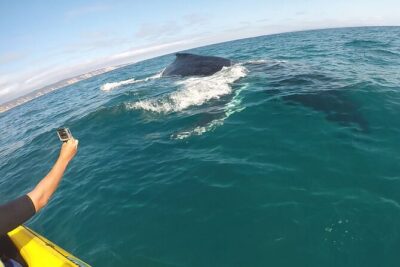 Epic Kayak With Dolphins & Wildlife – 4WD Beach Adventure Noosa