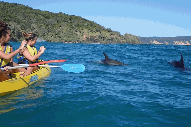 Epic Kayak With Dolphins & Wildlife - 4WD Beach Adventure Noosa - Who will enjoy this Noosa adventure?
