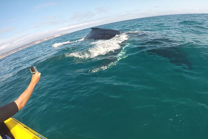 Epic Kayak With Dolphins & Wildlife - 4WD Beach Adventure Noosa - Guides make a real difference