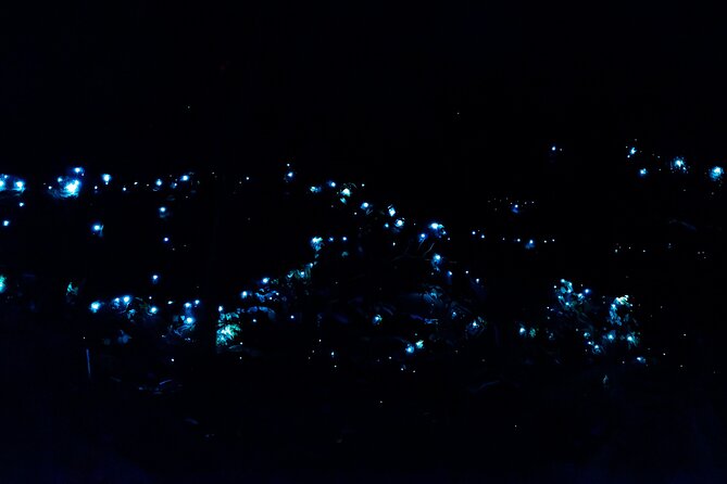 Evening Rainforest & Glow Worm Tour from Gold Coast - Key points at a glance