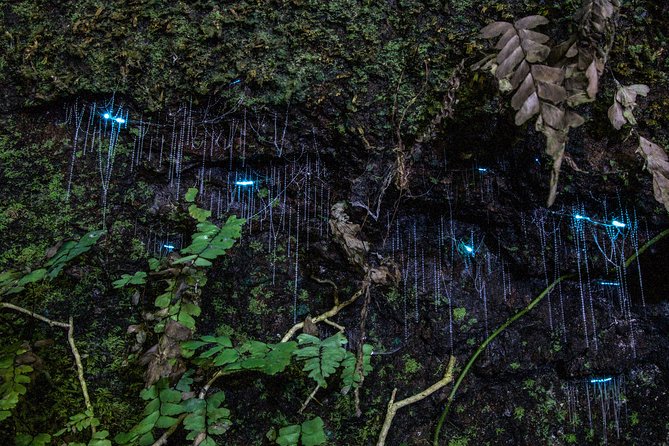 Evening Rainforest & Glow Worm Tour from Gold Coast - Walking into the rainforest at night