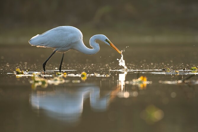 Everglades Explorer - Noosa Everglades Tour - Fig Tree Point gives you a choice