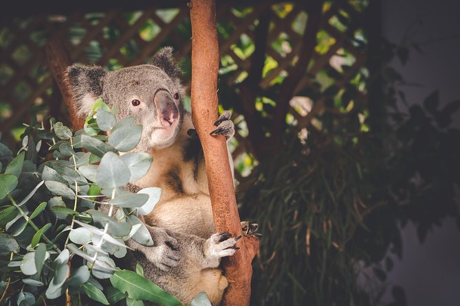 Exclusive Blue Mountains Wildlife and Bushwalk Tour From Sydney - How the $135.56 price holds up