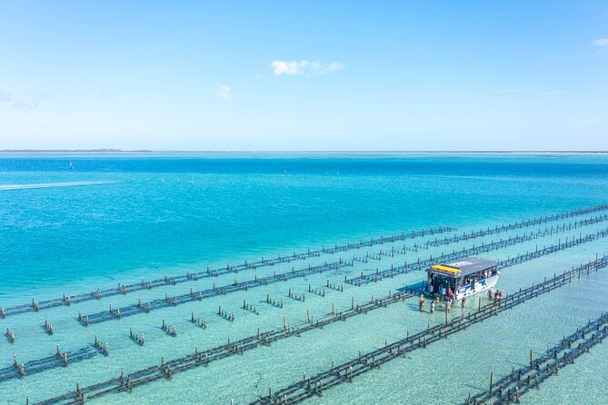 Experience Coffin Bay Oyster Farm and Bay Tour - Twelve oysters, shucked on the boat