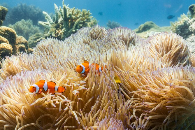 Fitzroy Island Day Tour from Cairns - Key points at a glance