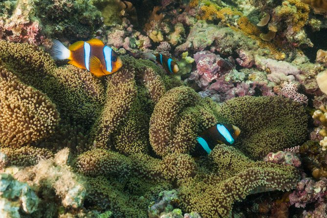 Fitzroy Island Day Tour from Cairns - Glass-bottom boats and family options