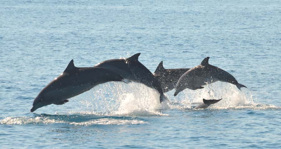 Fraser Island 4-Hour Eco-Sailing Adventure - Key points at a glance