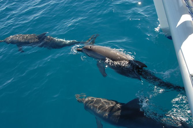 Fraser Island & Dolphin Sailing Adventure - Morning tea while the boat reaches the strait
