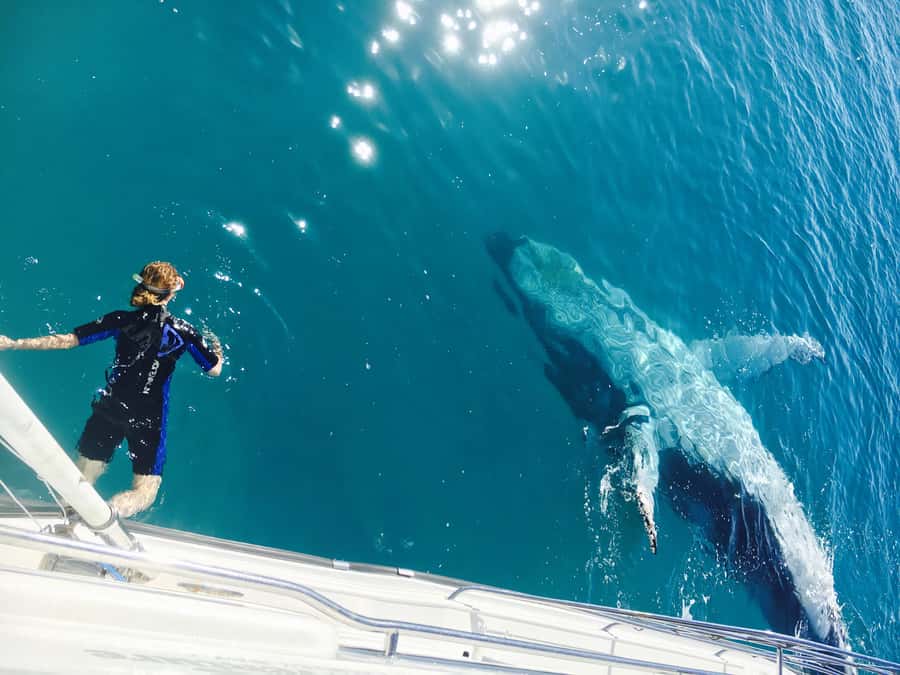 Fraser Island (K'gari): Remote Island and Whale Experience - Key points at a glance