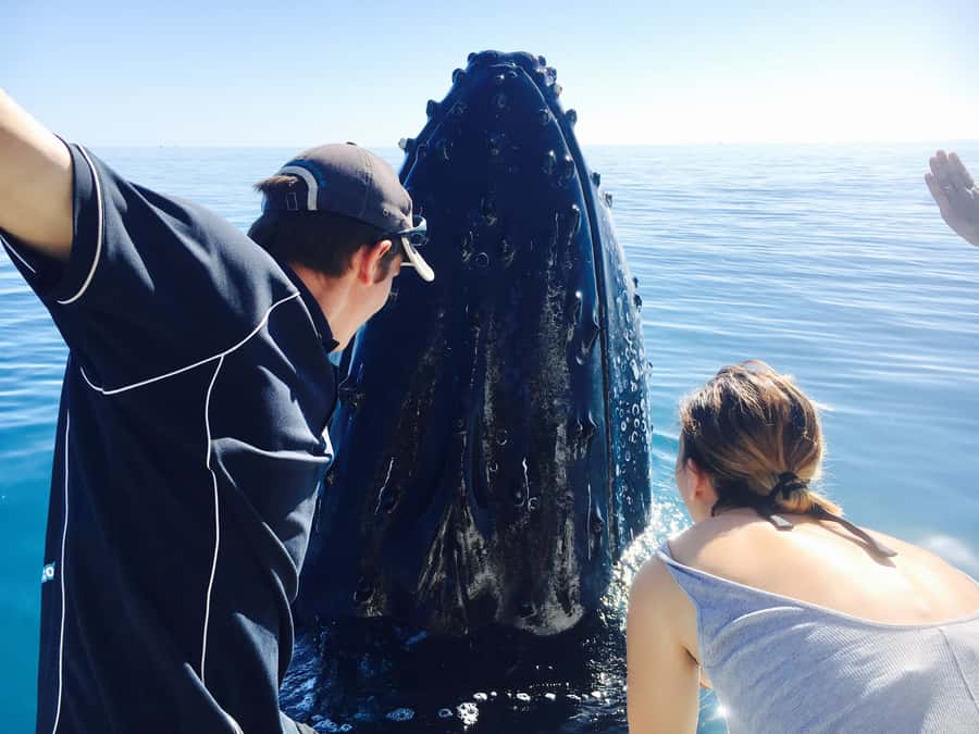 Fraser Island (K'gari): Remote Island and Whale Experience - Why this K’gari cruise is different from a standard whale trip